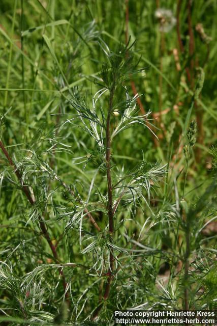 Photo: Artemisia campestris 2.