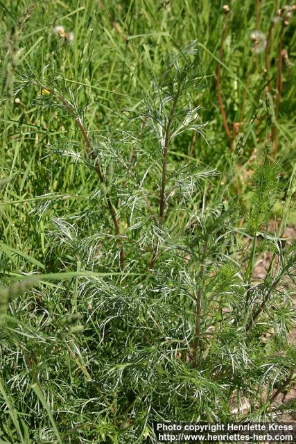 Photo: Artemisia campestris 3.