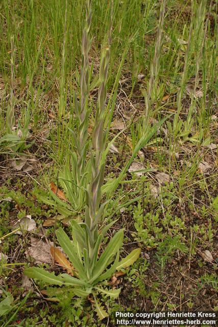 Photo: Arabis glabra 4.