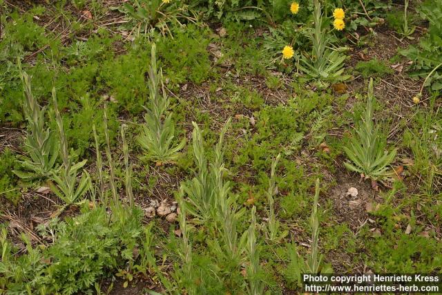 Photo: Arabis glabra 5.