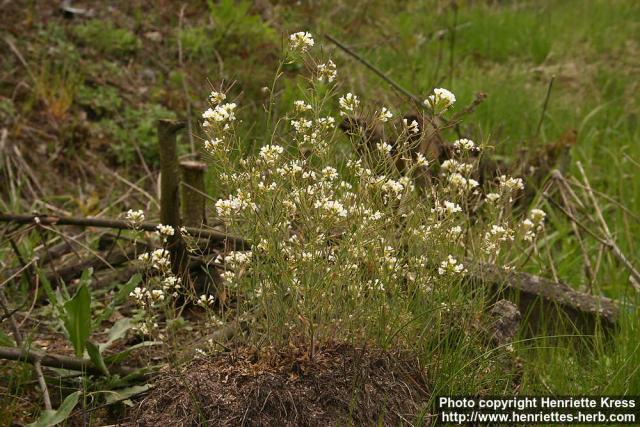 Photo: Arabidopsis suecica.