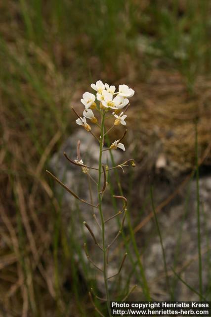 Photo: Arabidopsis suecica 2.