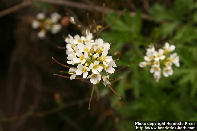 Photo: Arabidopsis suecica 3.