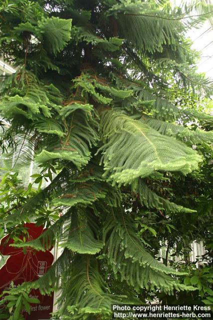 Photo: Araucaria heterophylla.