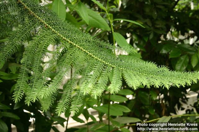 Photo: Araucaria heterophylla 1.