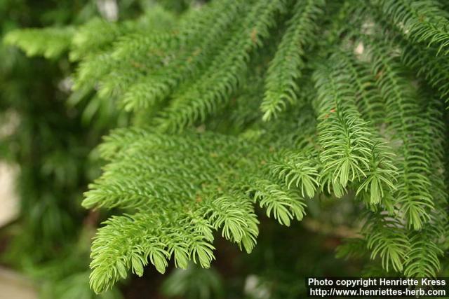 Photo: Araucaria heterophylla 2.