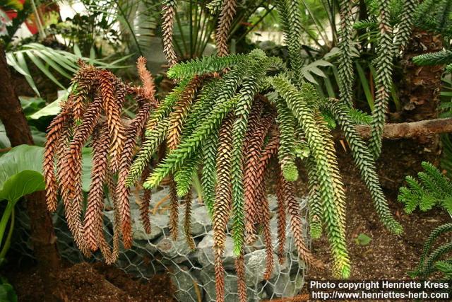 Photo: Araucaria rulei.