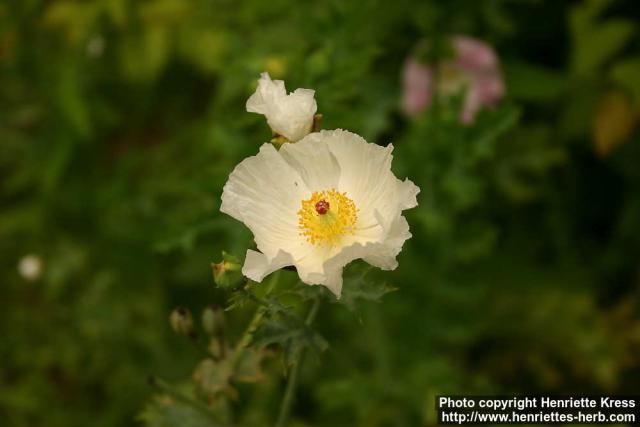 Photo: Argemone hispida 2.