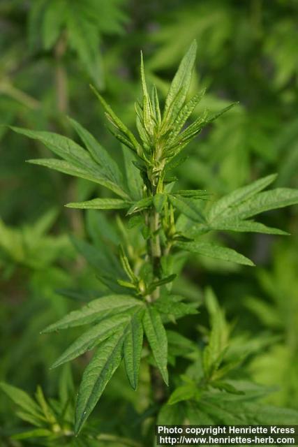 Photo: Artemisia vulgaris 09.