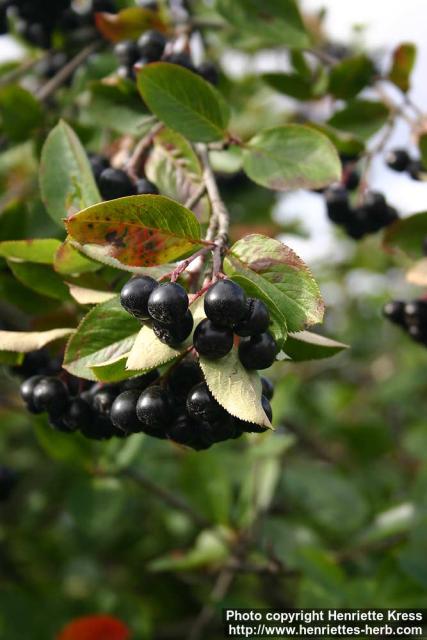 Photo: Aronia 02.