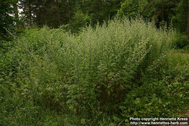 Photo: Artemisia vulgaris 12.