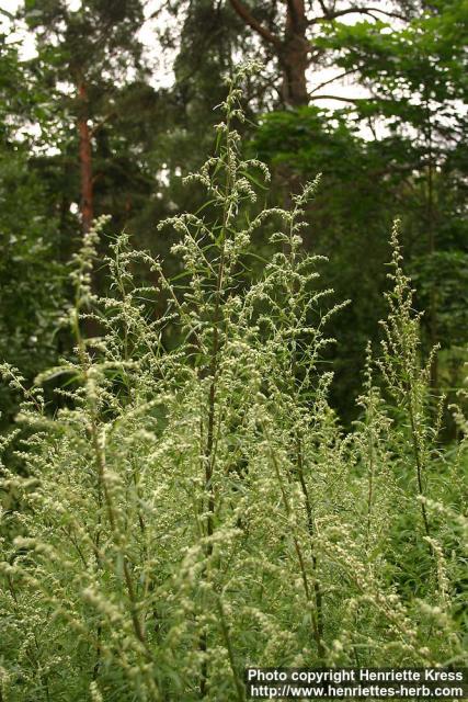 Photo: Artemisia vulgaris 13.