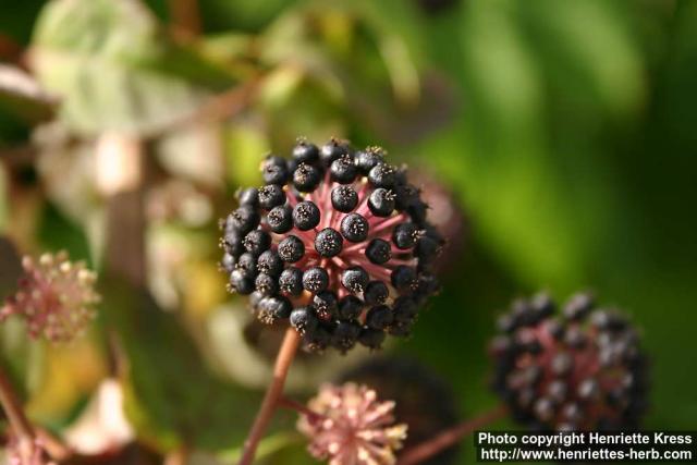 Photo: Aralia cordata 10.