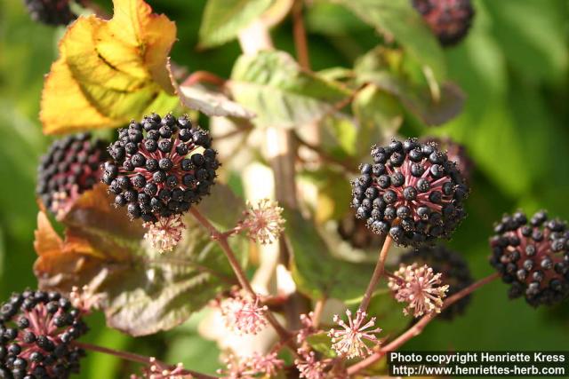 Photo: Aralia cordata 11.