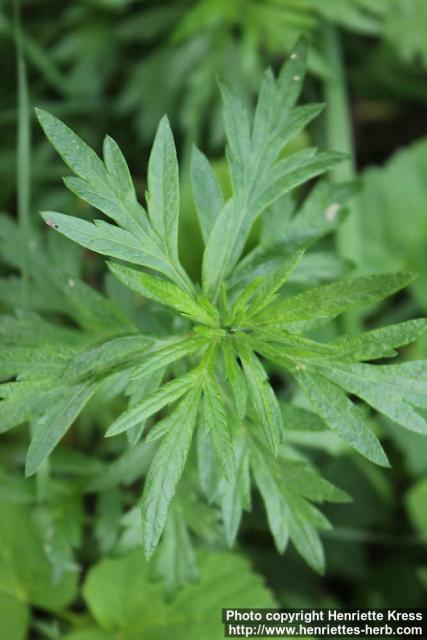 Photo: Artemisia vulgaris 15.