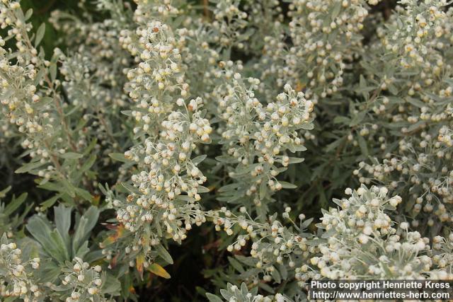 Photo: Artemisia lagocephala 3.