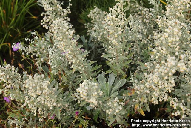 Photo: Artemisia lagocephala 4.