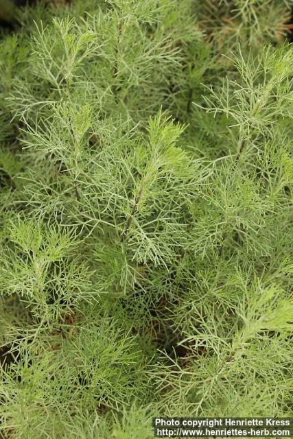 Photo: Artemisia abrotanum 5.