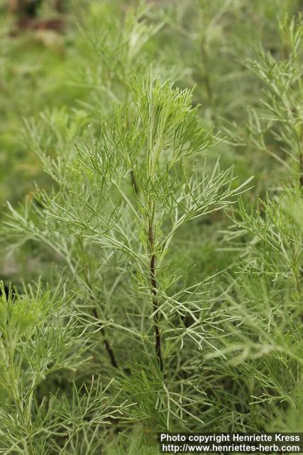 Photo: Artemisia abrotanum 6.