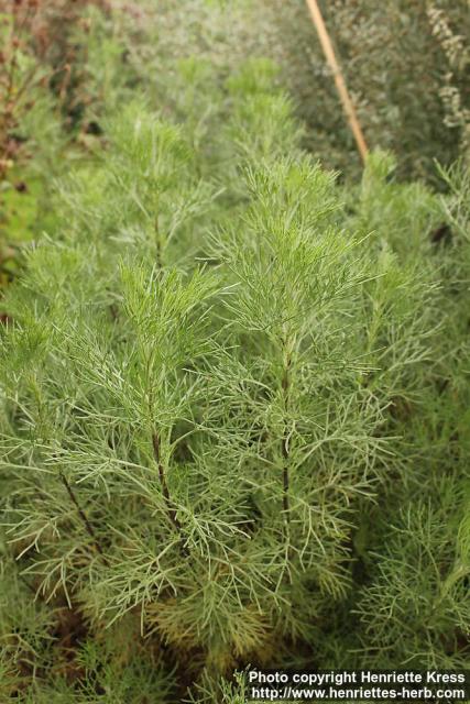 Photo: Artemisia abrotanum 7.