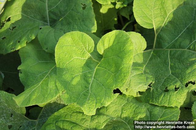 Photo: Arctium tomentosum 34.