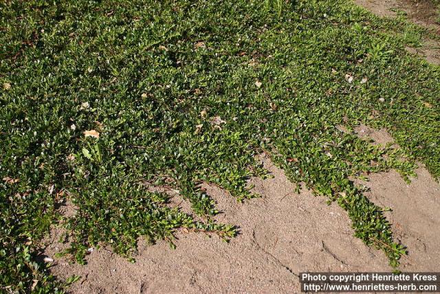 Photo: Arctostaphylos uva-ursi 06.