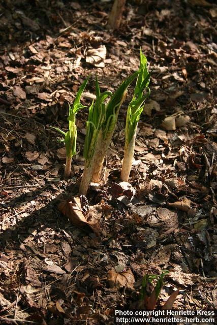 Photo: Arisaema serratum 06.