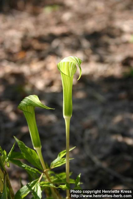 Photo: Arisaema serratum 10.