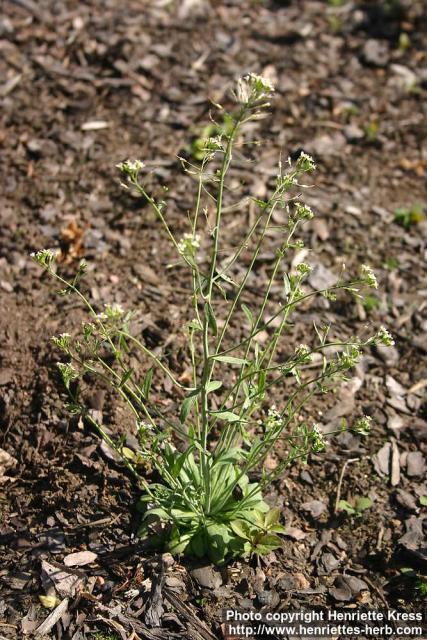 Photo: Arabidopsis thaliana 0.