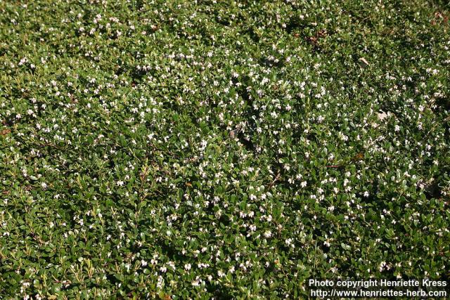 Photo: Arctostaphylos uva-ursi 07.