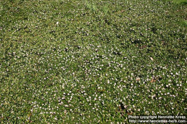 Photo: Arctostaphylos uva-ursi 08.