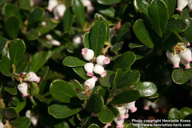 Photo: Arctostaphylos uva-ursi 10.