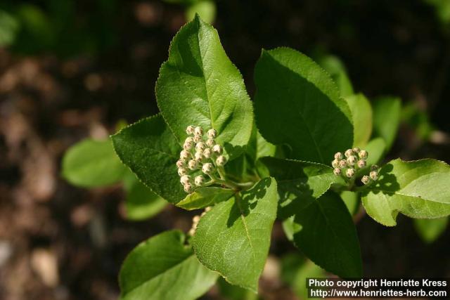 Photo: Aronia 07.