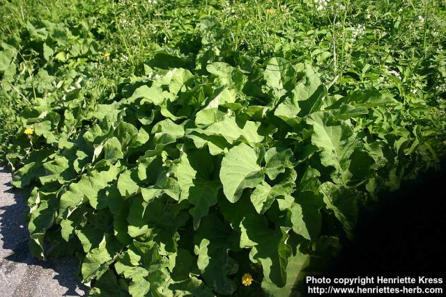 Photo: Arctium tomentosum 15.