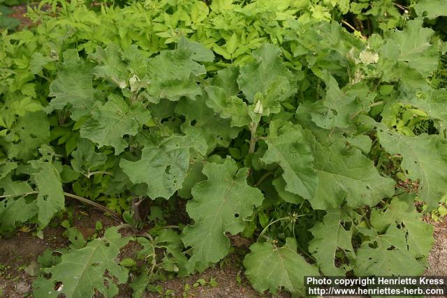 Photo: Arctium tomentosum 18.