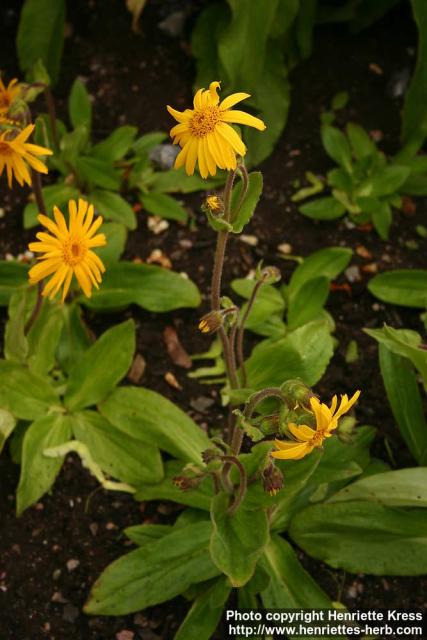 Photo: Arnica montana 6.