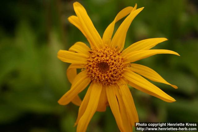 Photo: Arnica montana 9.