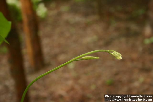 Photo: Aristolochia Manshuriensis 0.