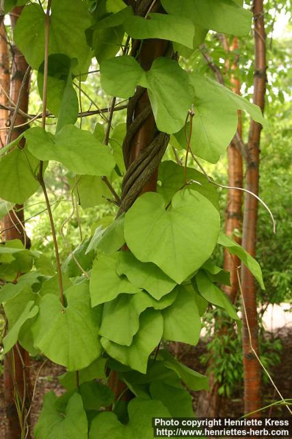 Photo: Aristolochia manshuriensis 1.