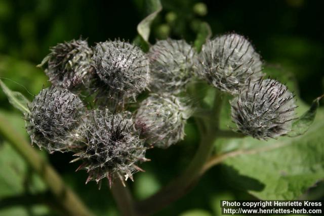 Photo: Arctium tomentosum 27.