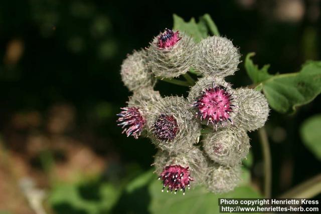 Photo: Arctium tomentosum 31.