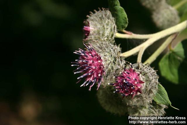 Photo: Arctium tomentosum 32.