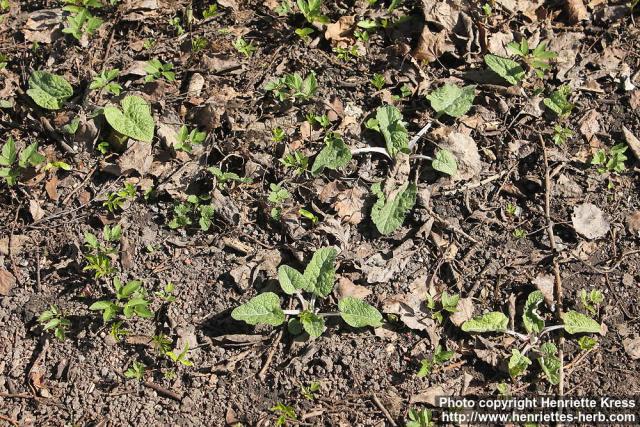 Photo: Arctium tomentosum 37.