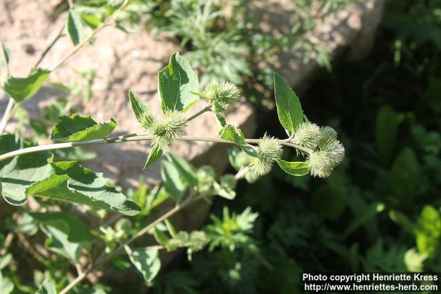 Photo: Arctium minus 4.