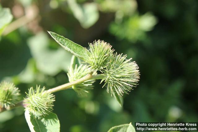 Photo: Arctium minus 6.