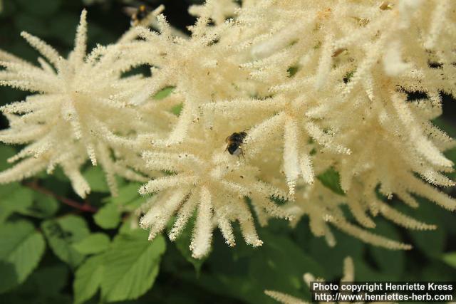 Photo: Aruncus dioicus 8.