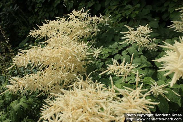 Photo: Aruncus dioicus 9.