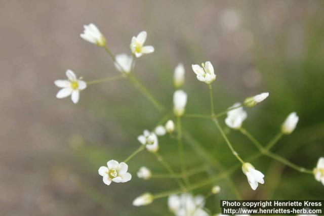 Photo: Eremogone cephalotes 4.