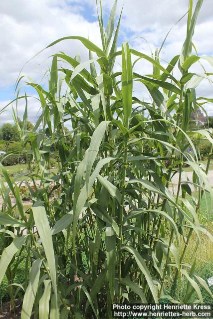 Photo: Arundo donax 0.