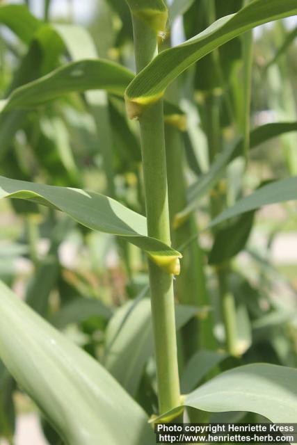 Photo: Arundo donax 1.